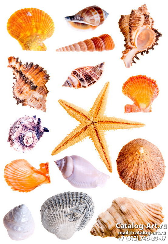 Seashells 20
